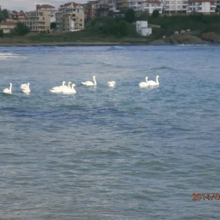 Rohi Hotel